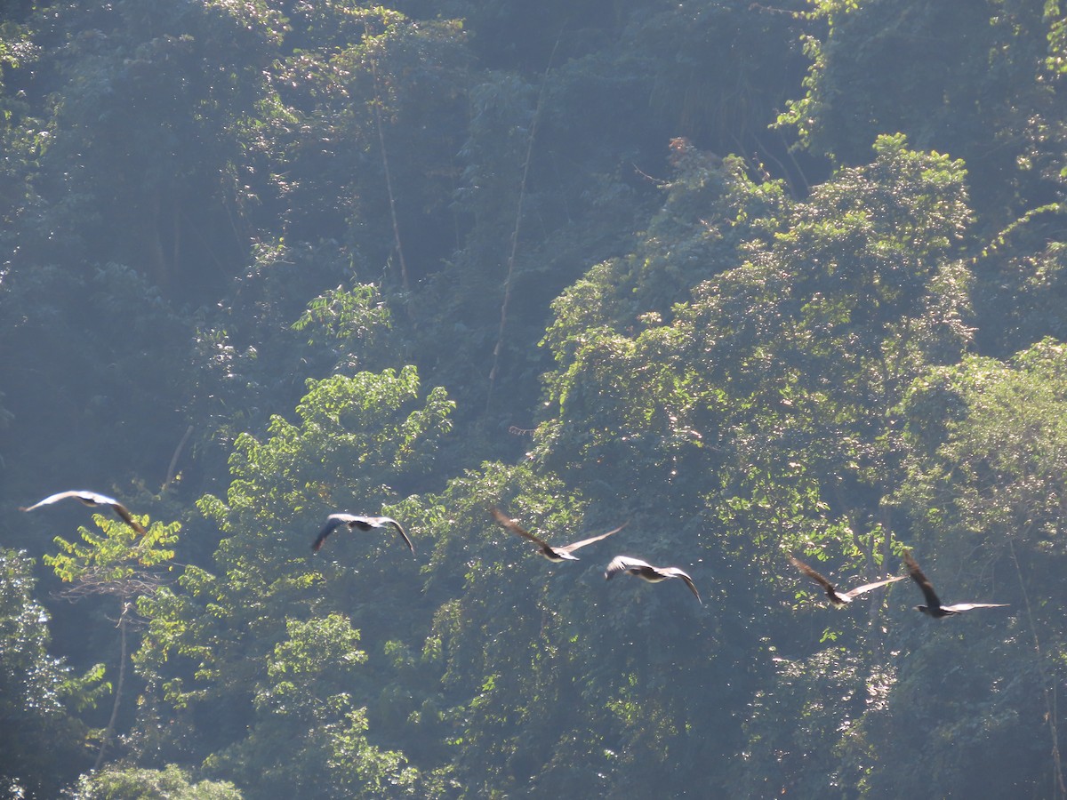 Cormorán Grande - ML647116472