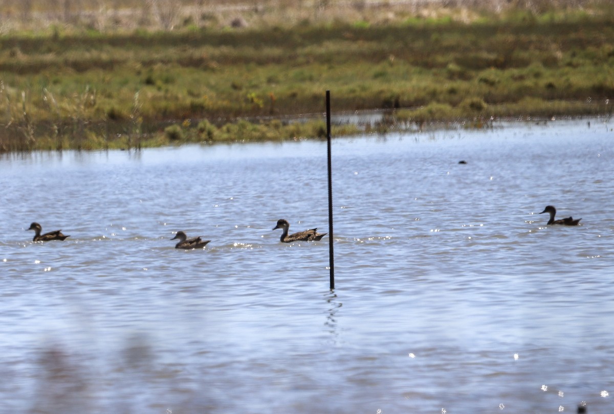 Gray Teal - ML647116473