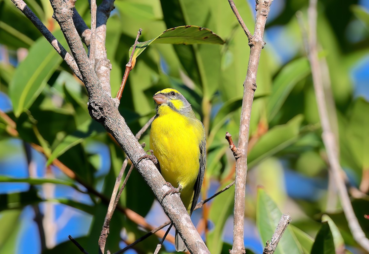 Kara Bıyıklı Sarı İskete - ML647116475