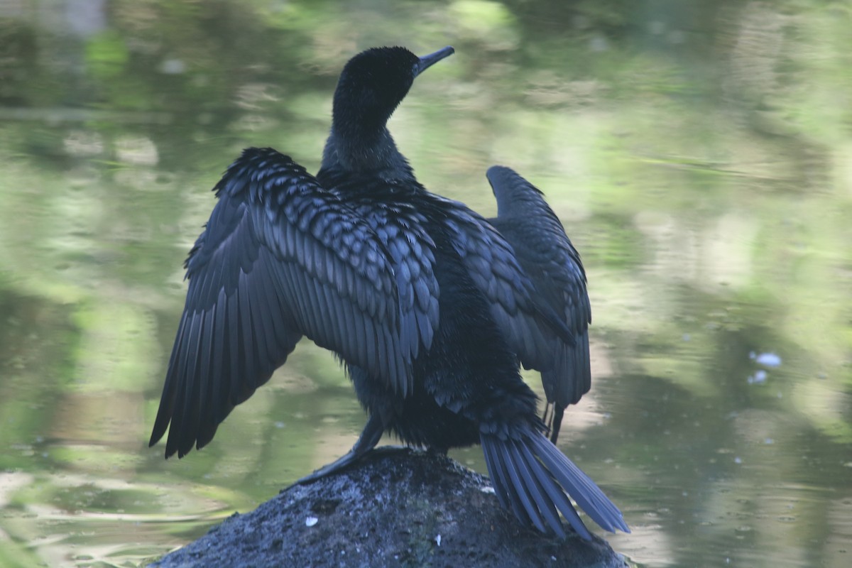 kormorán australský - ML647116477