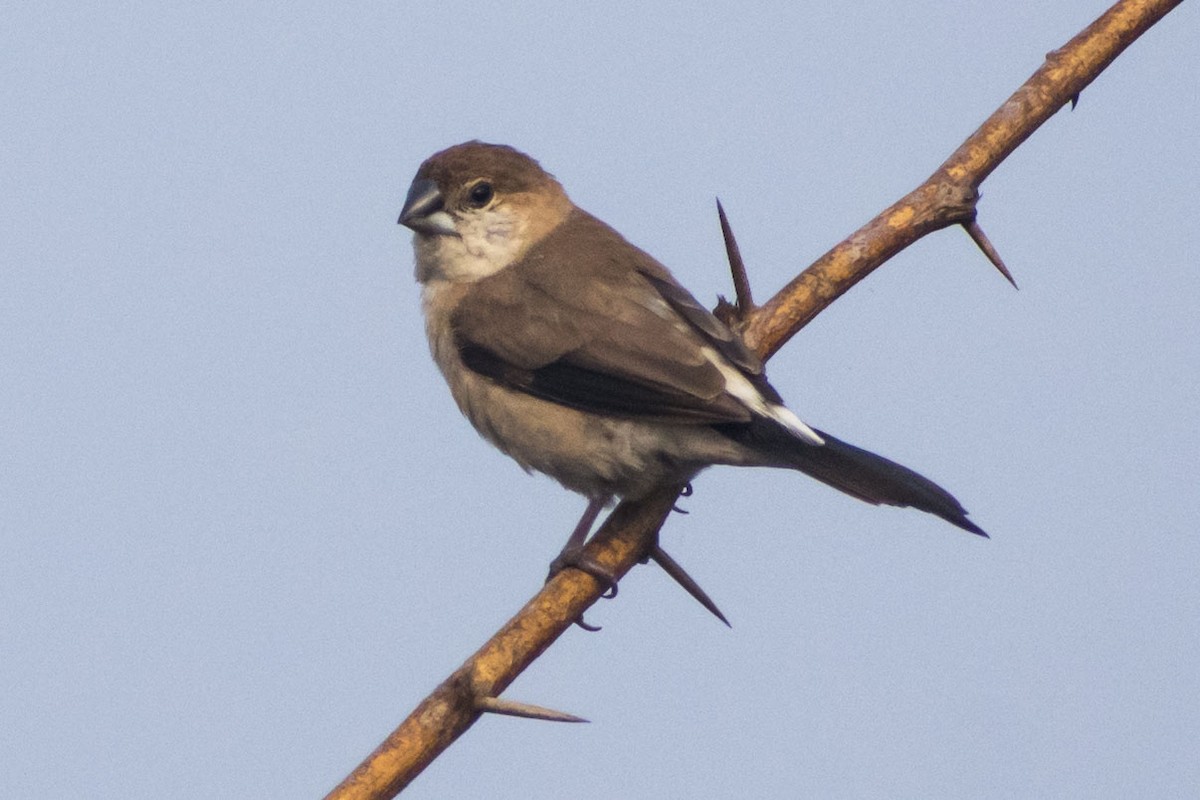 כסוף-מקור הודי - ML647116480