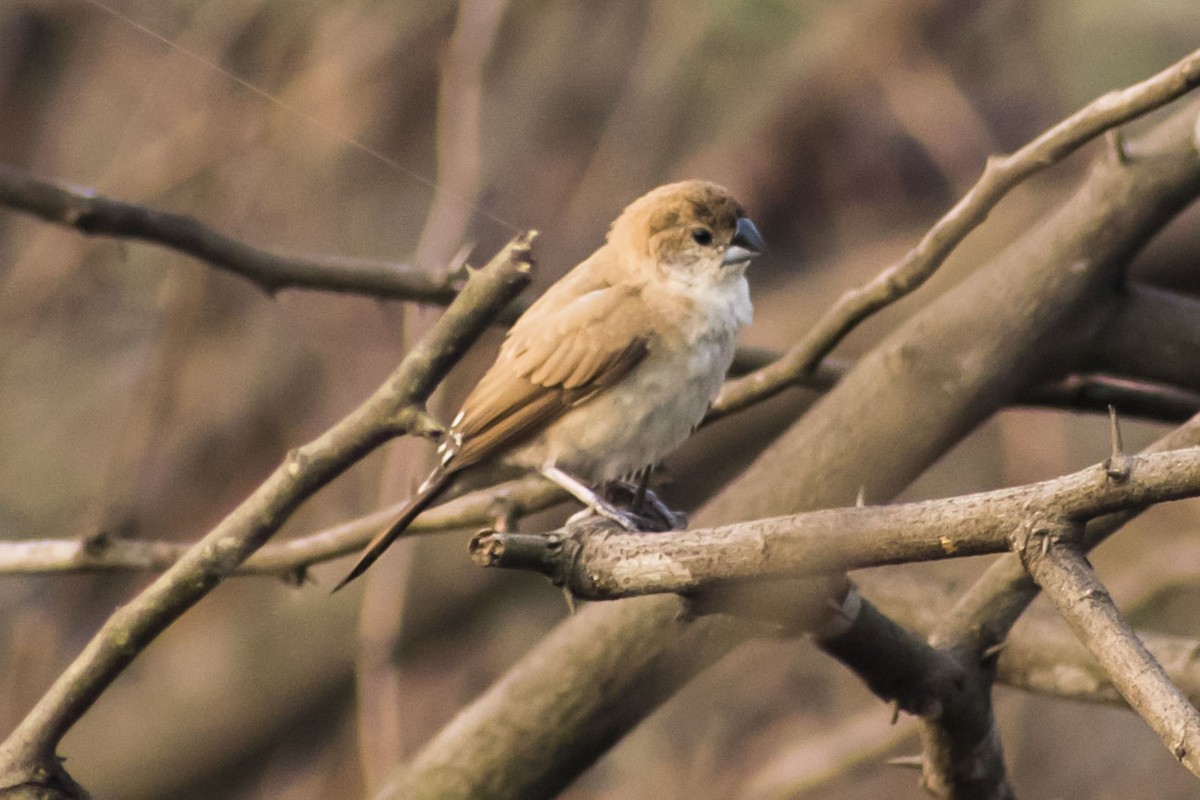 כסוף-מקור הודי - ML647116481