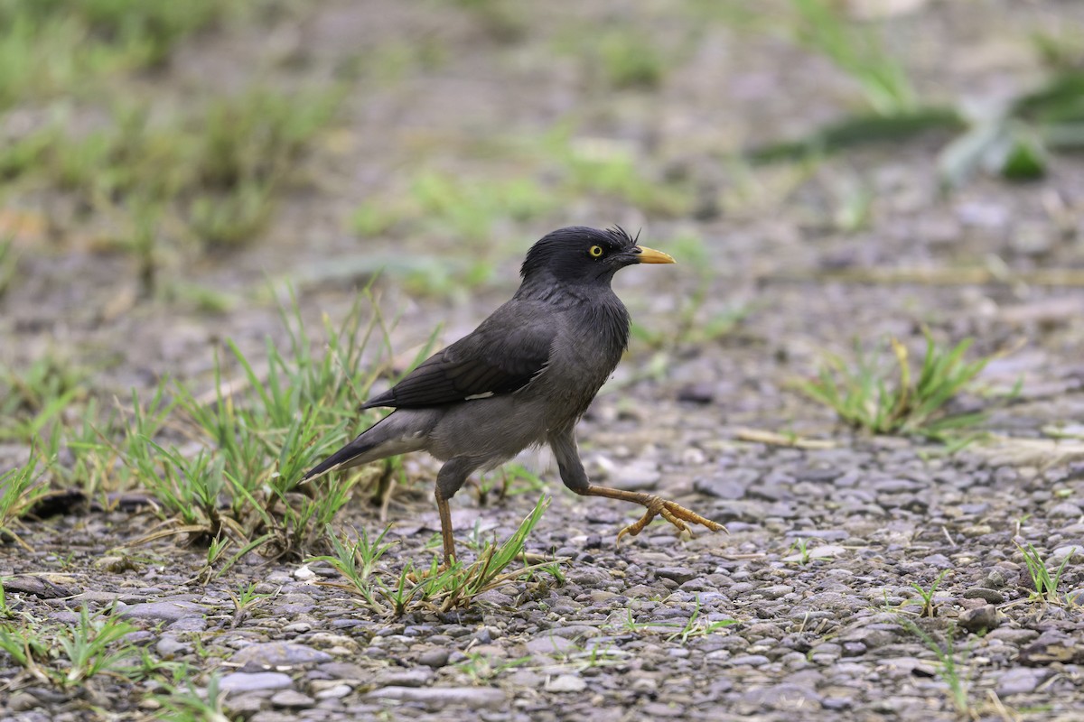 majna hnědá - ML647116485