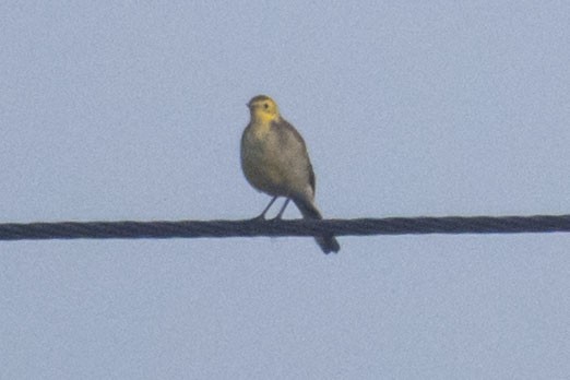 נחליאלי לימוני - ML647116486