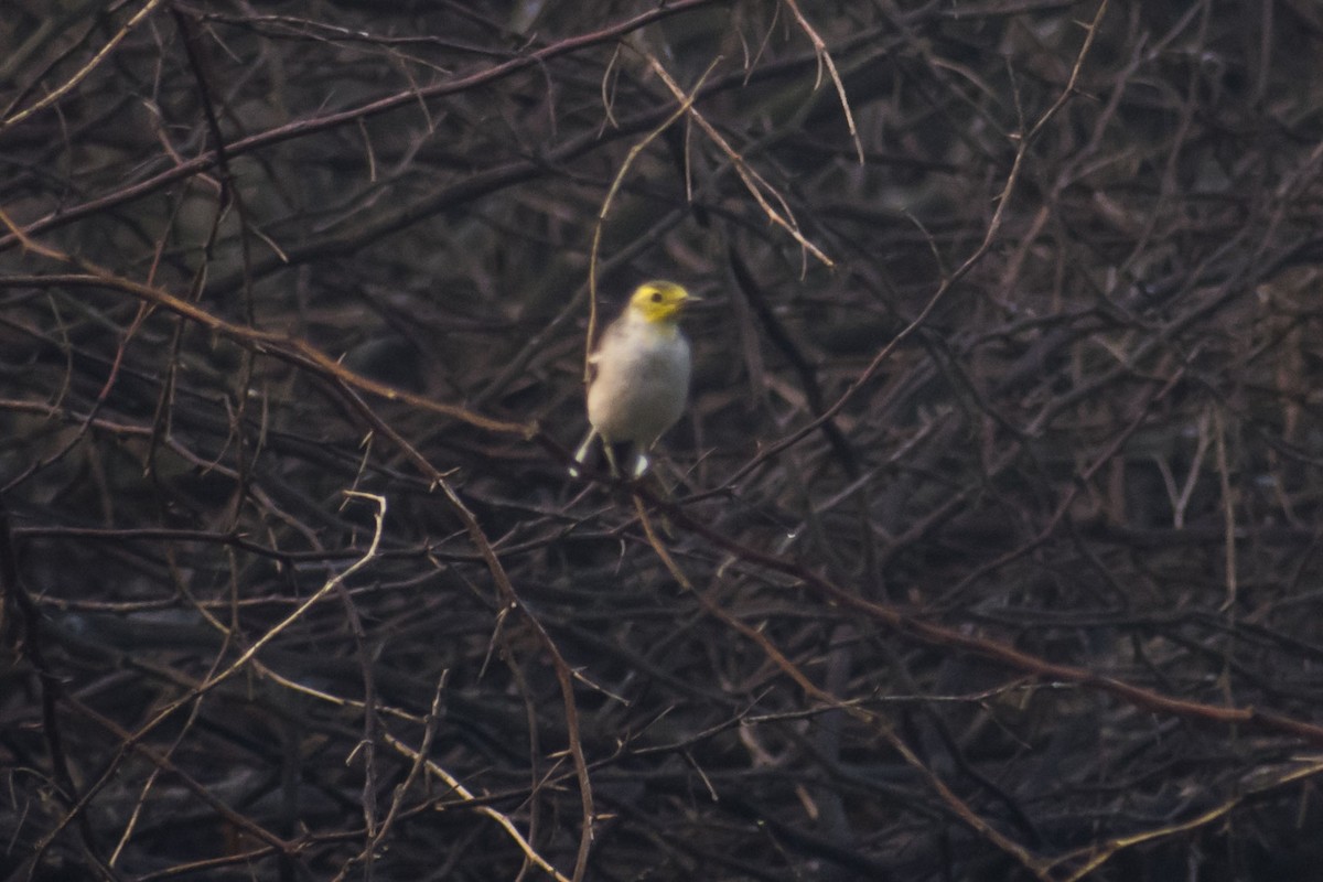 נחליאלי לימוני - ML647116488
