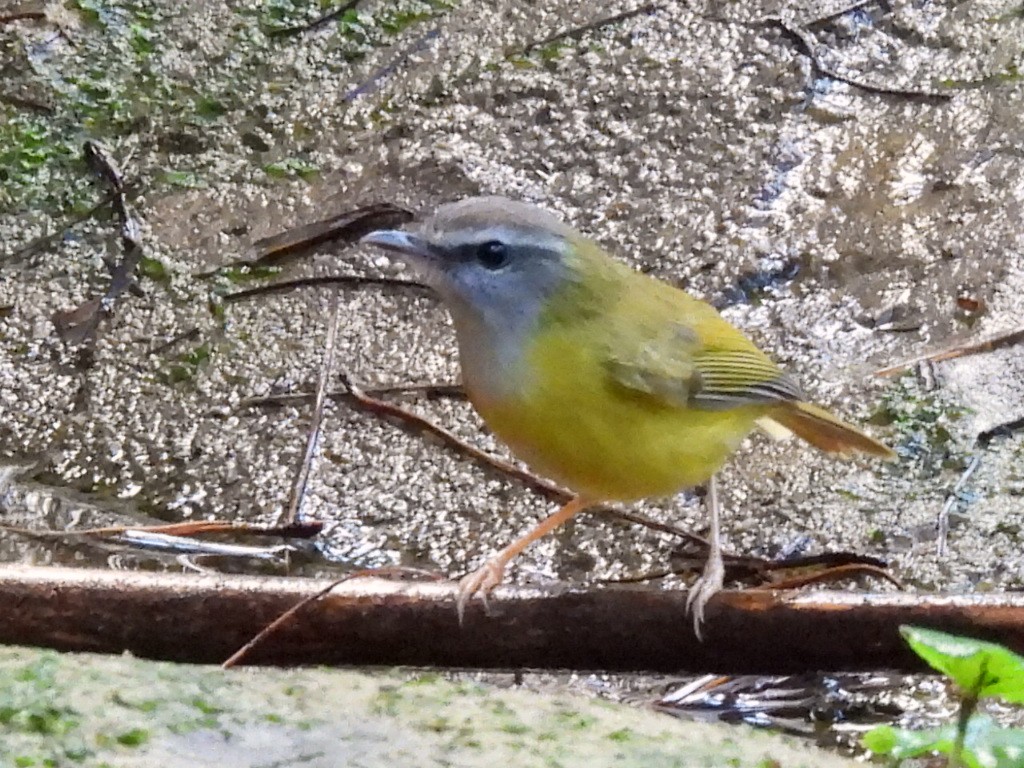 Yellow-bellied Warbler - ML647116493