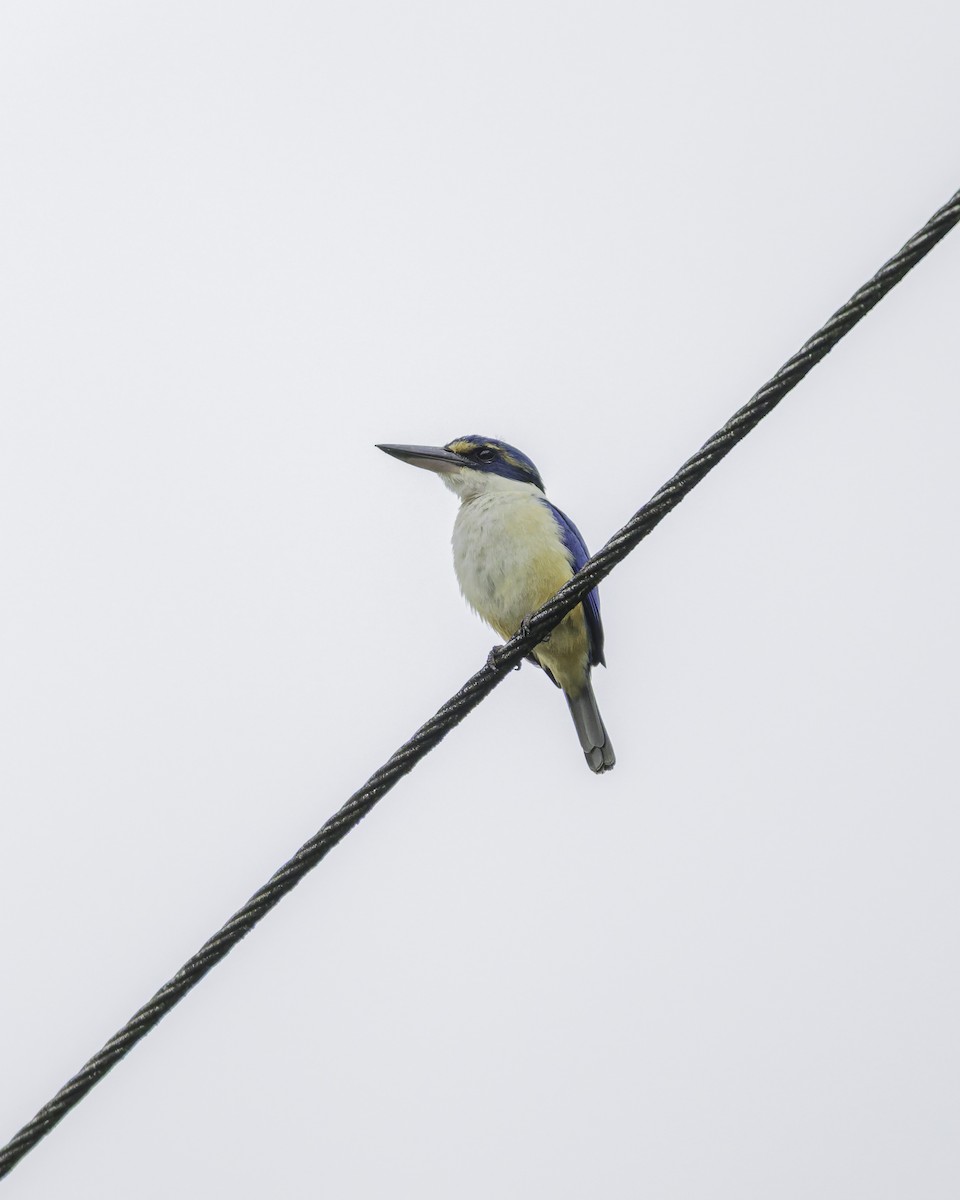 ledňáček pacifický - ML647116536