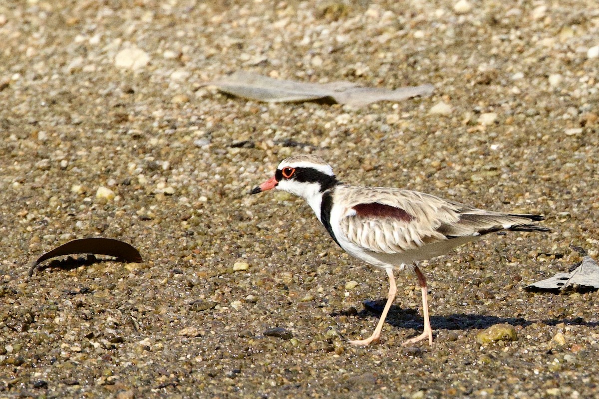 Black-fronted Dotterel - ML647116542