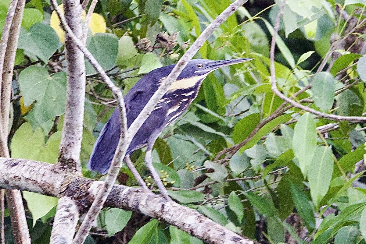 Black Bittern - ML647116575