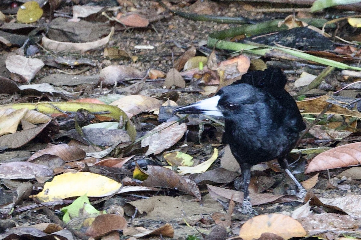 Black Butcherbird - ML647116592