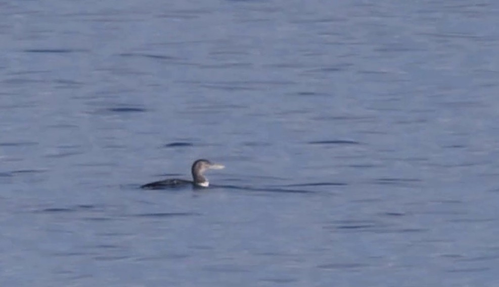 Yellow-billed Loon - ML647116596