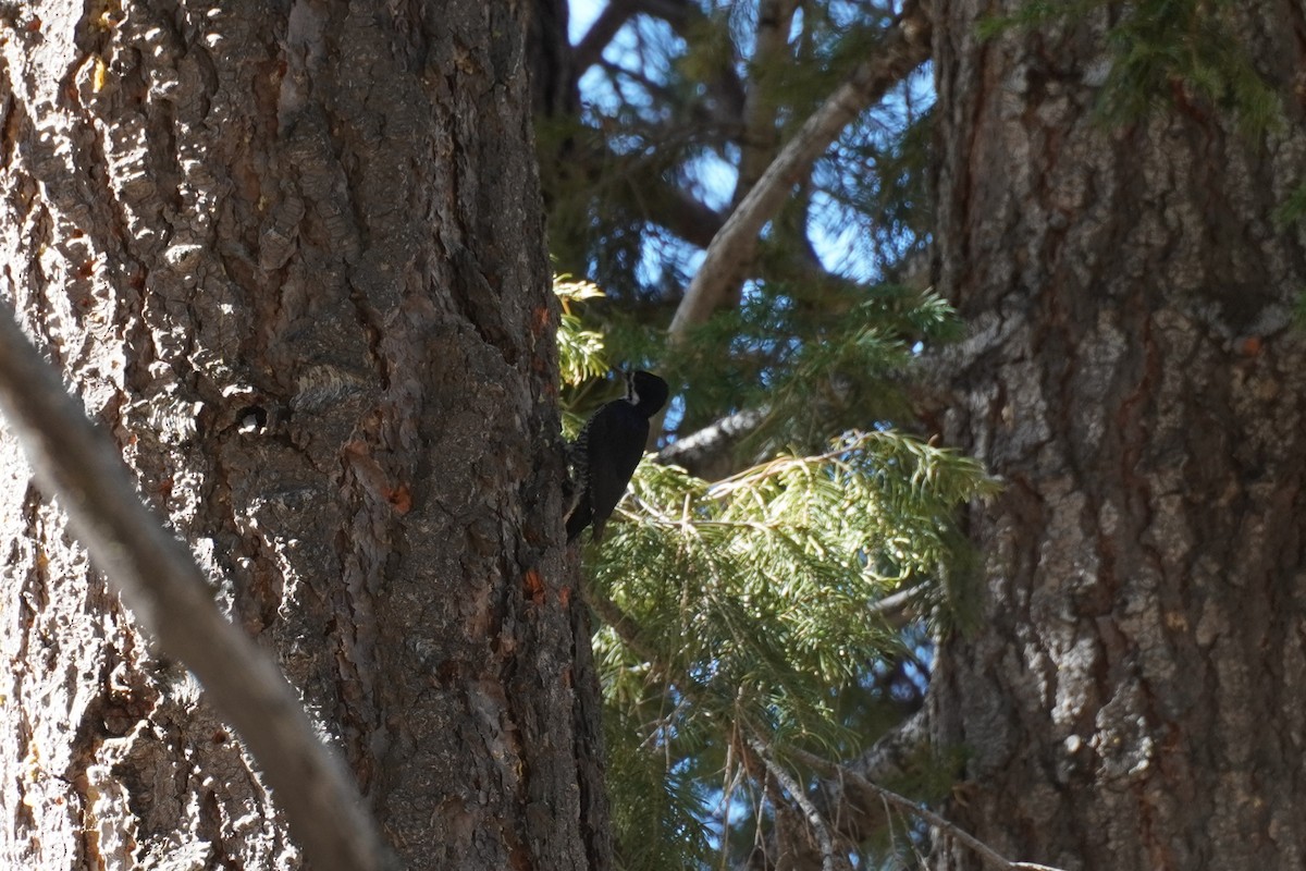 Black-backed Woodpecker - ML647116601