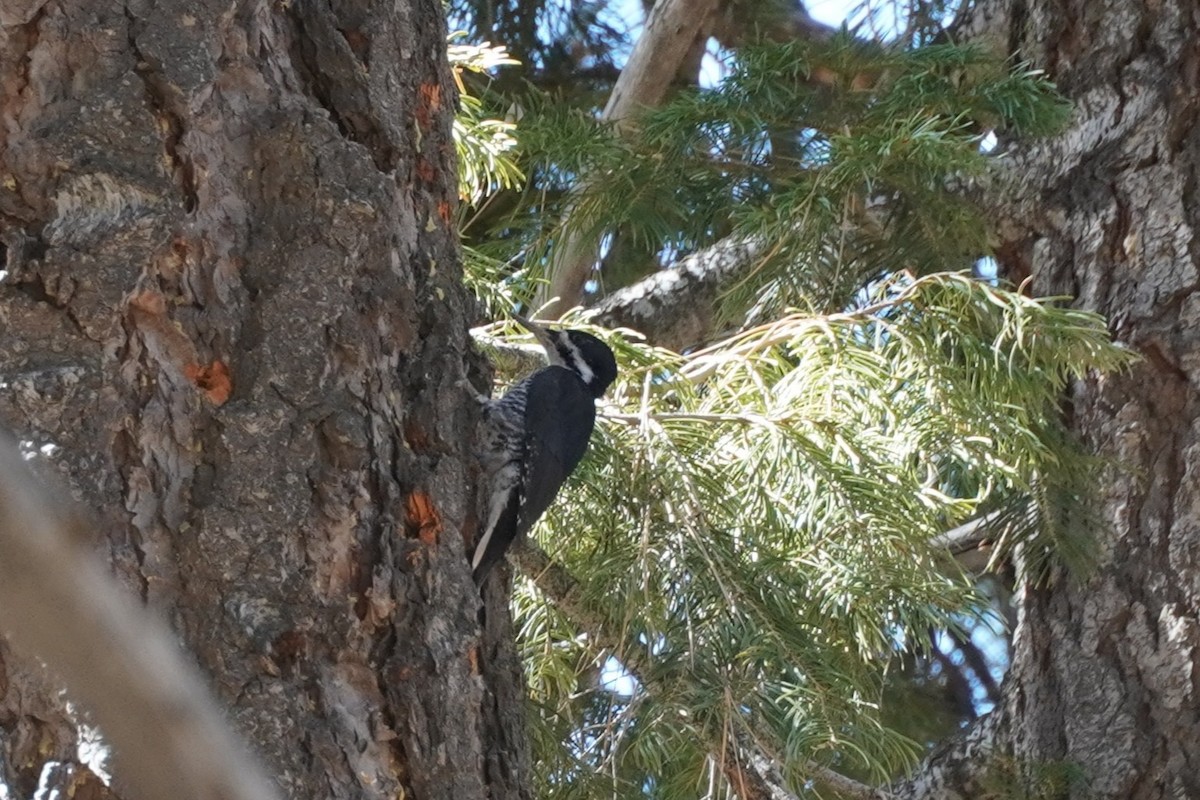 Black-backed Woodpecker - ML647116603