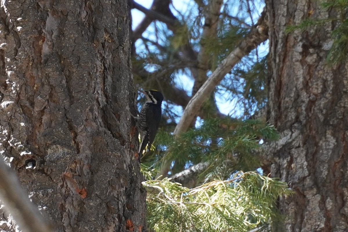 Black-backed Woodpecker - ML647116604