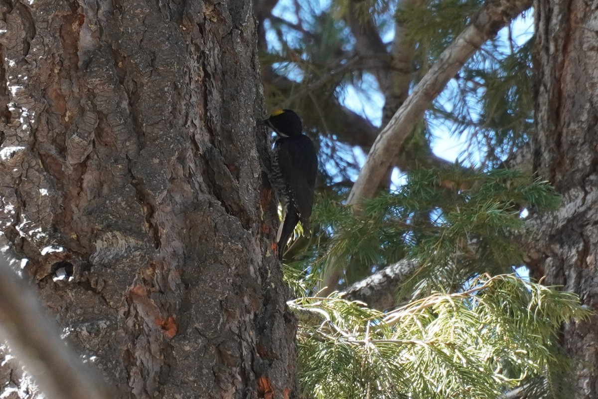 Black-backed Woodpecker - ML647116605