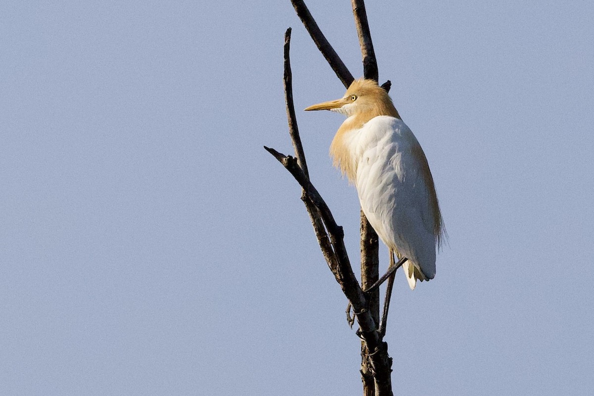 Eastern Cattle-Egret - ML647116607