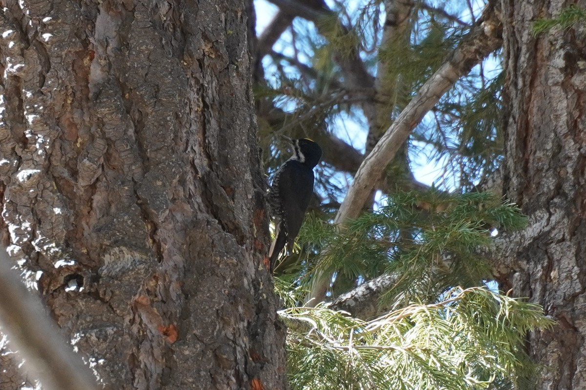 Black-backed Woodpecker - ML647116608