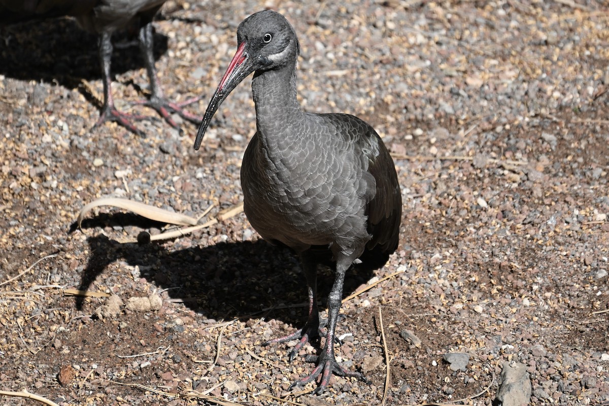 Хагедаш - ML647116614