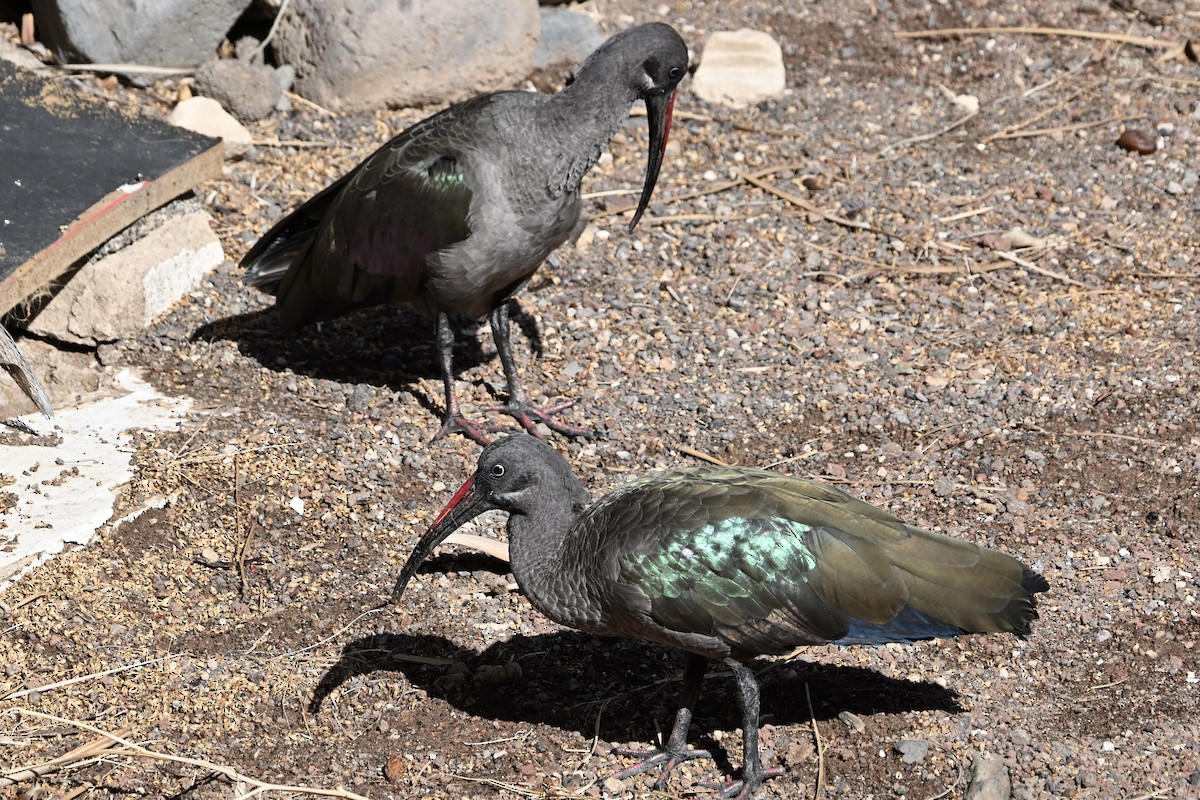 Хагедаш - ML647116615