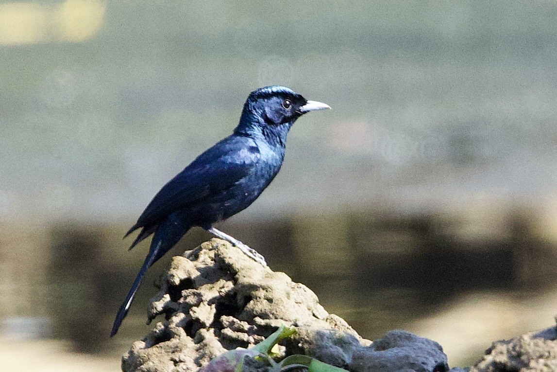 Shining Flycatcher - ML647116616