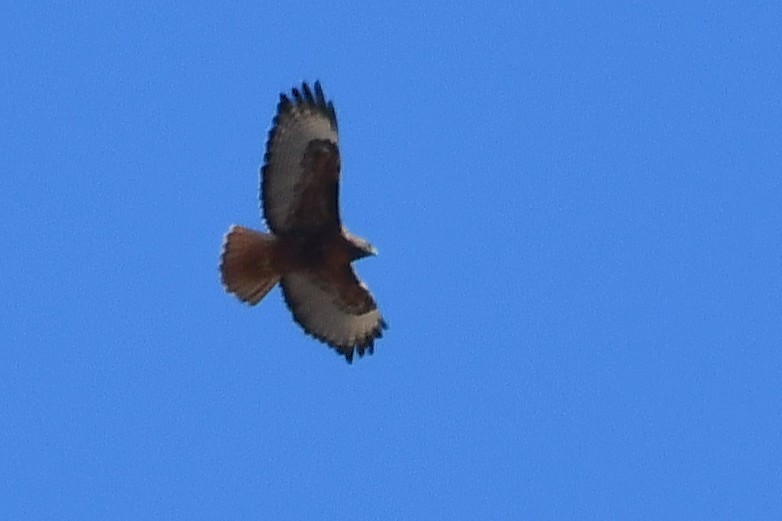 Red-tailed Hawk - ML647116617