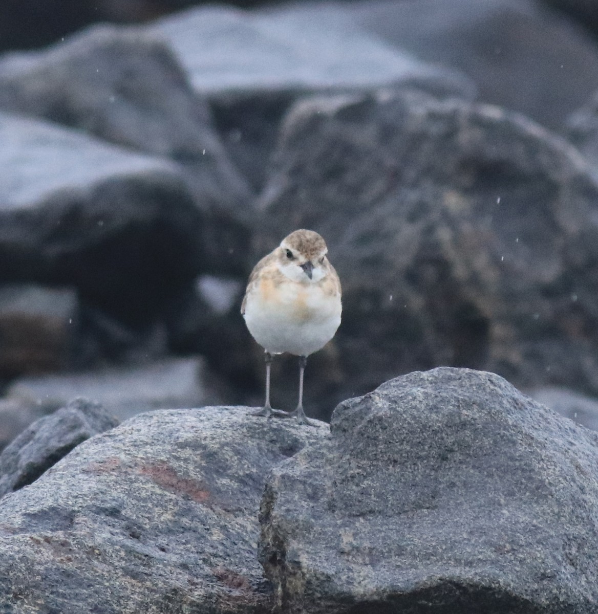 Tibet Cılıbıtı - ML647116618