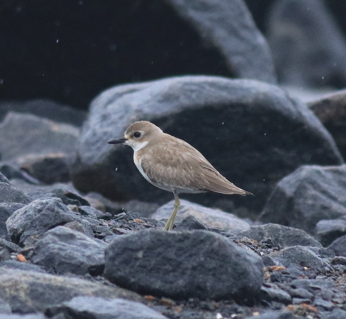 Tibet Cılıbıtı - ML647116619