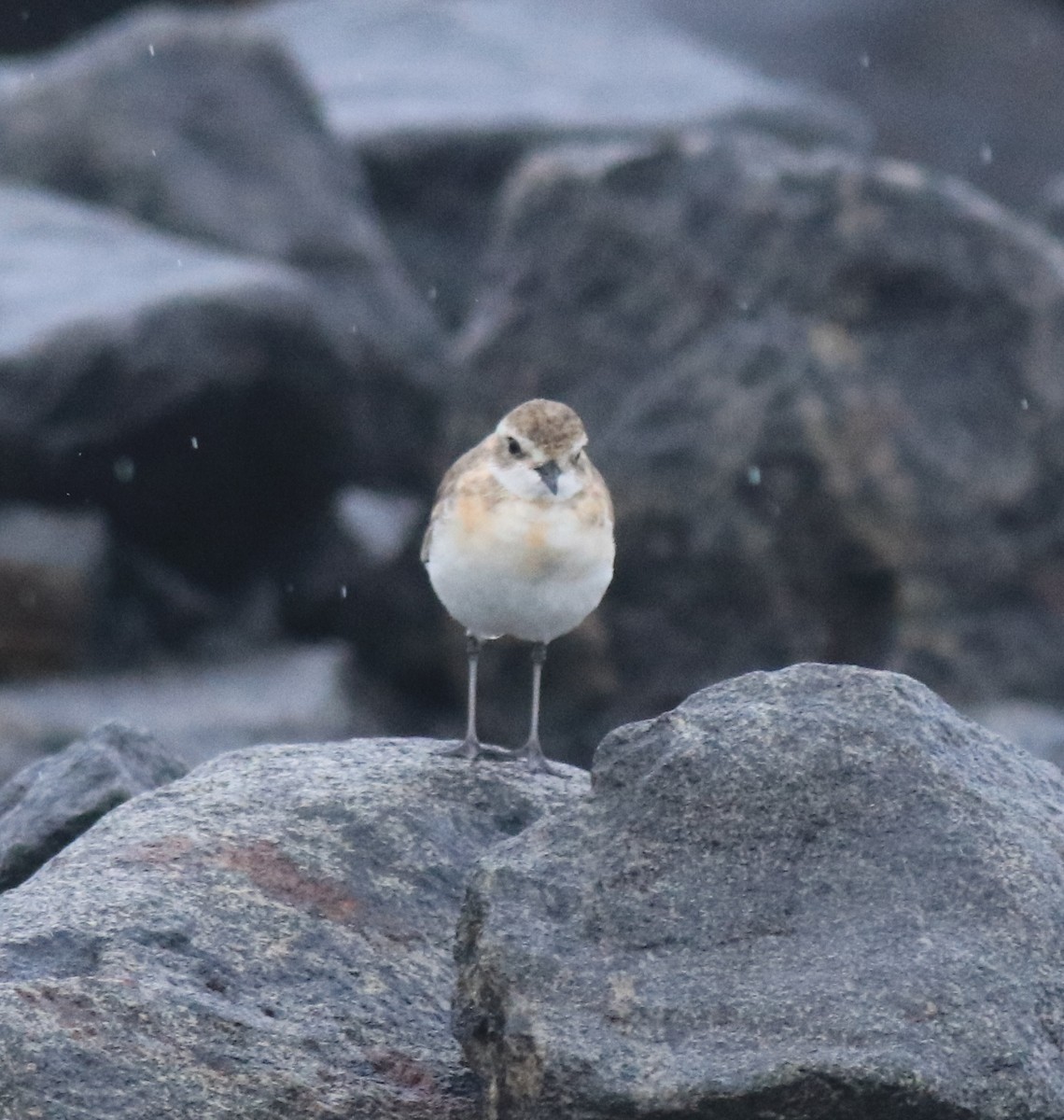 Tibet Cılıbıtı - ML647116620