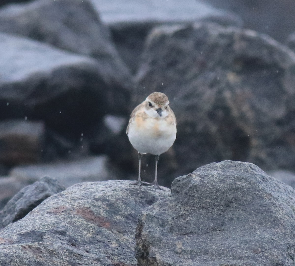 Tibet Cılıbıtı - ML647116621
