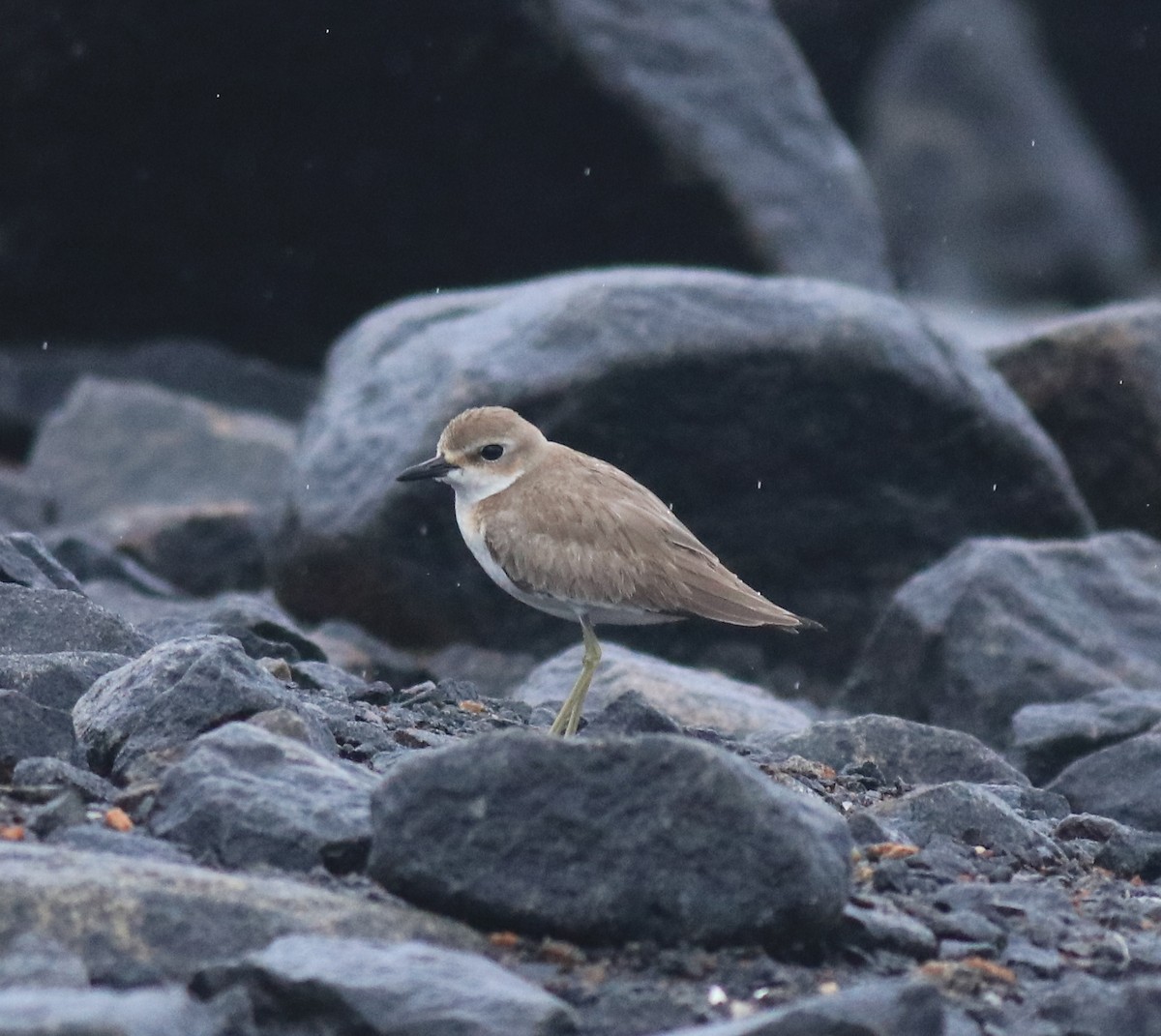 Tibet Cılıbıtı - ML647116622