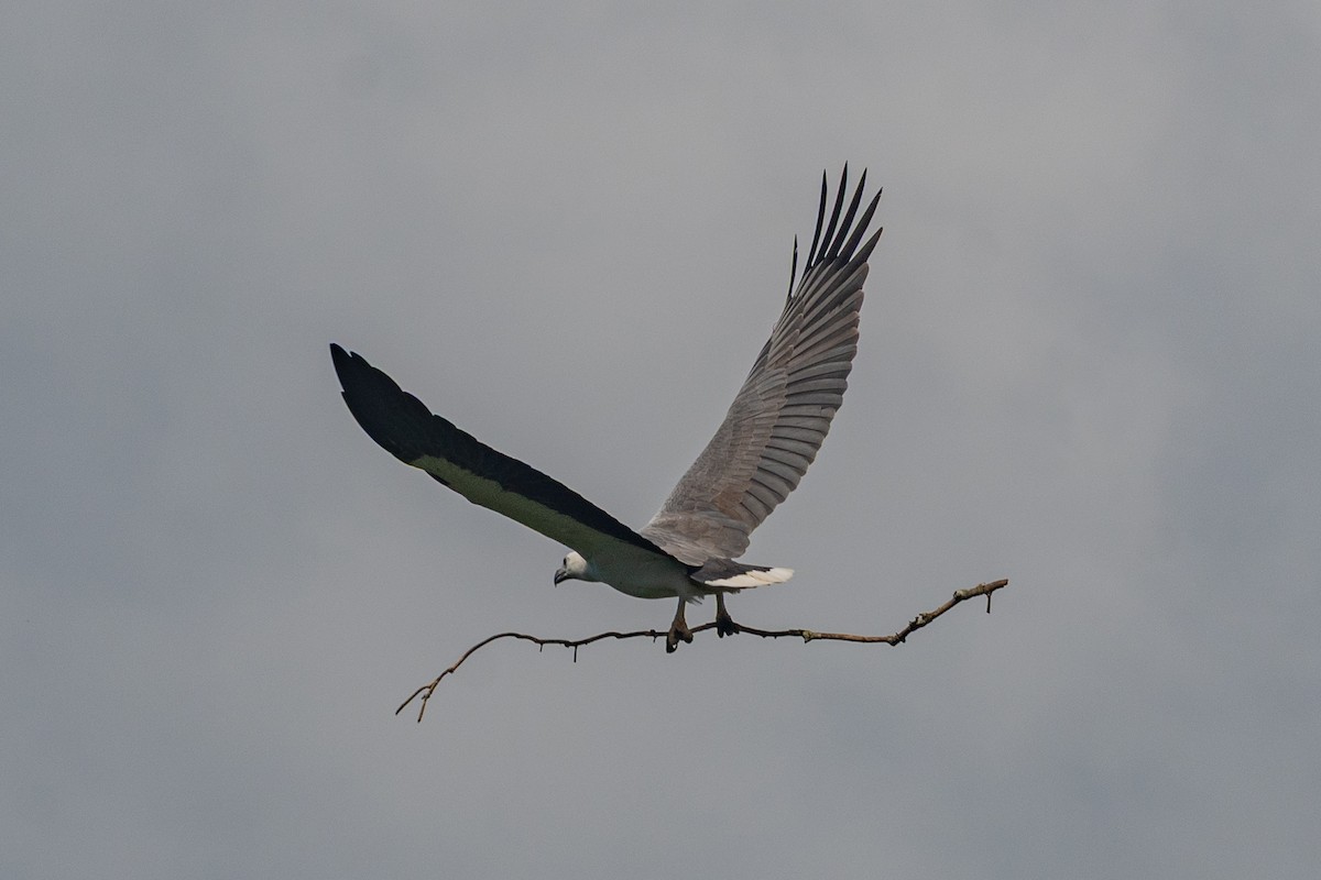 orel bělobřichý - ML647116625