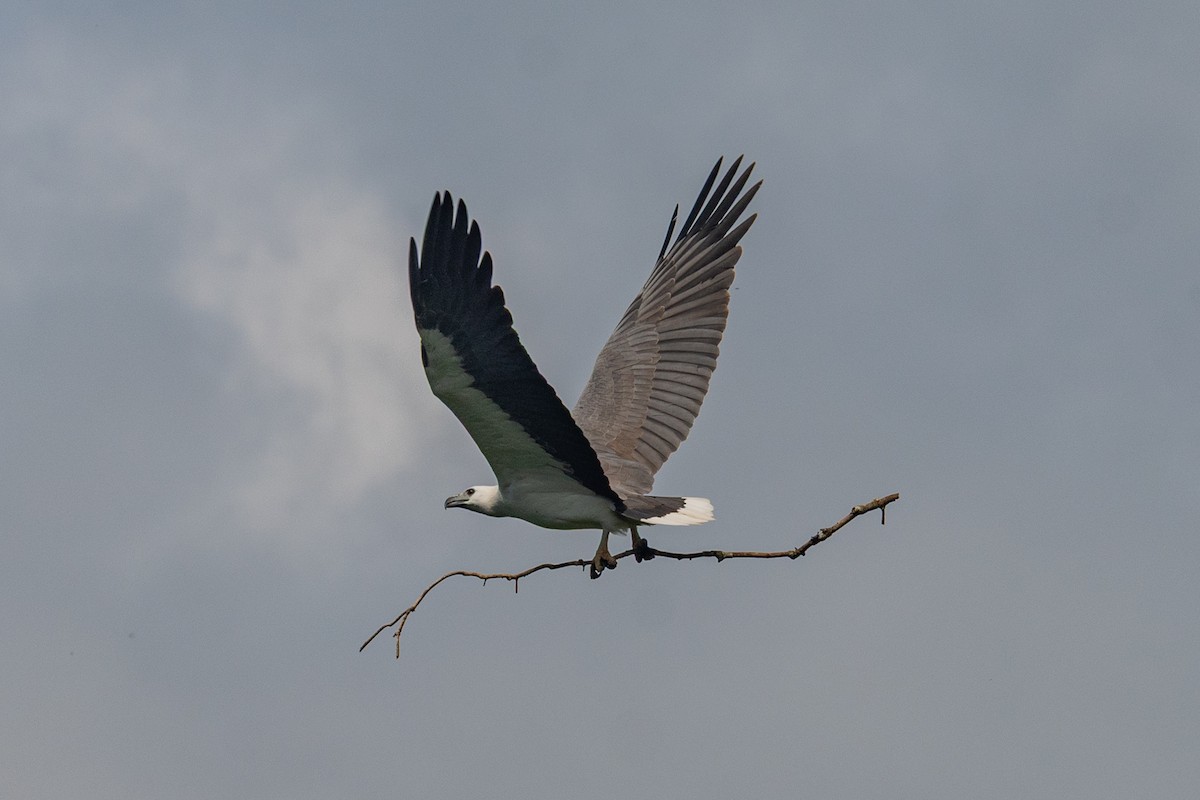 orel bělobřichý - ML647116626