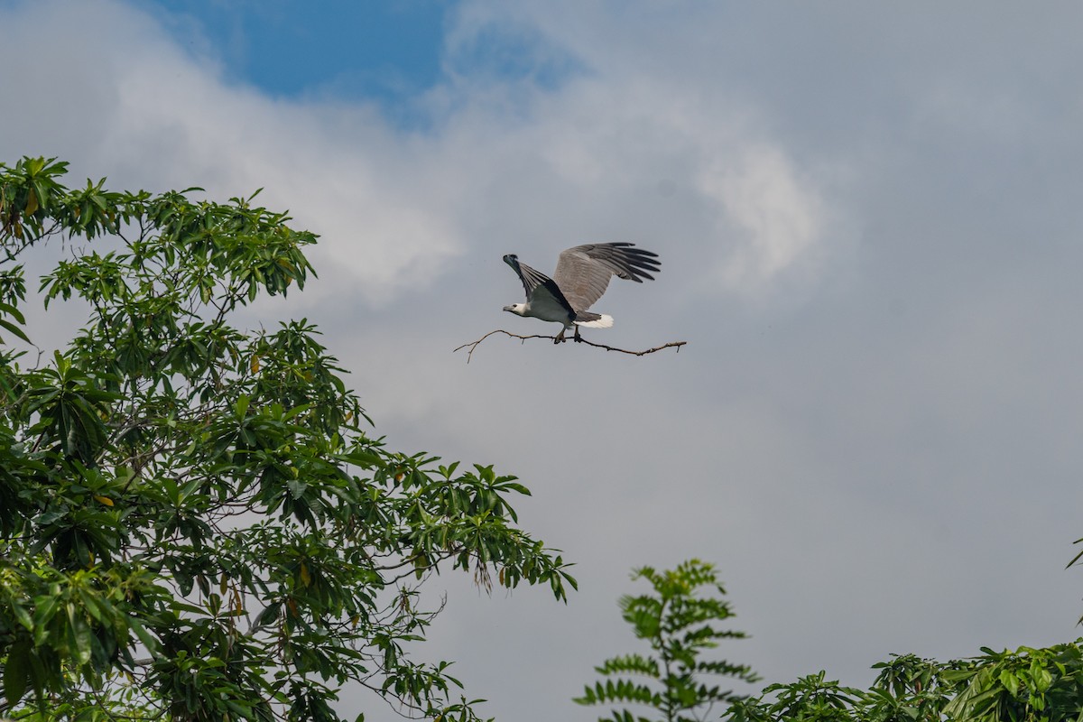 orel bělobřichý - ML647116627