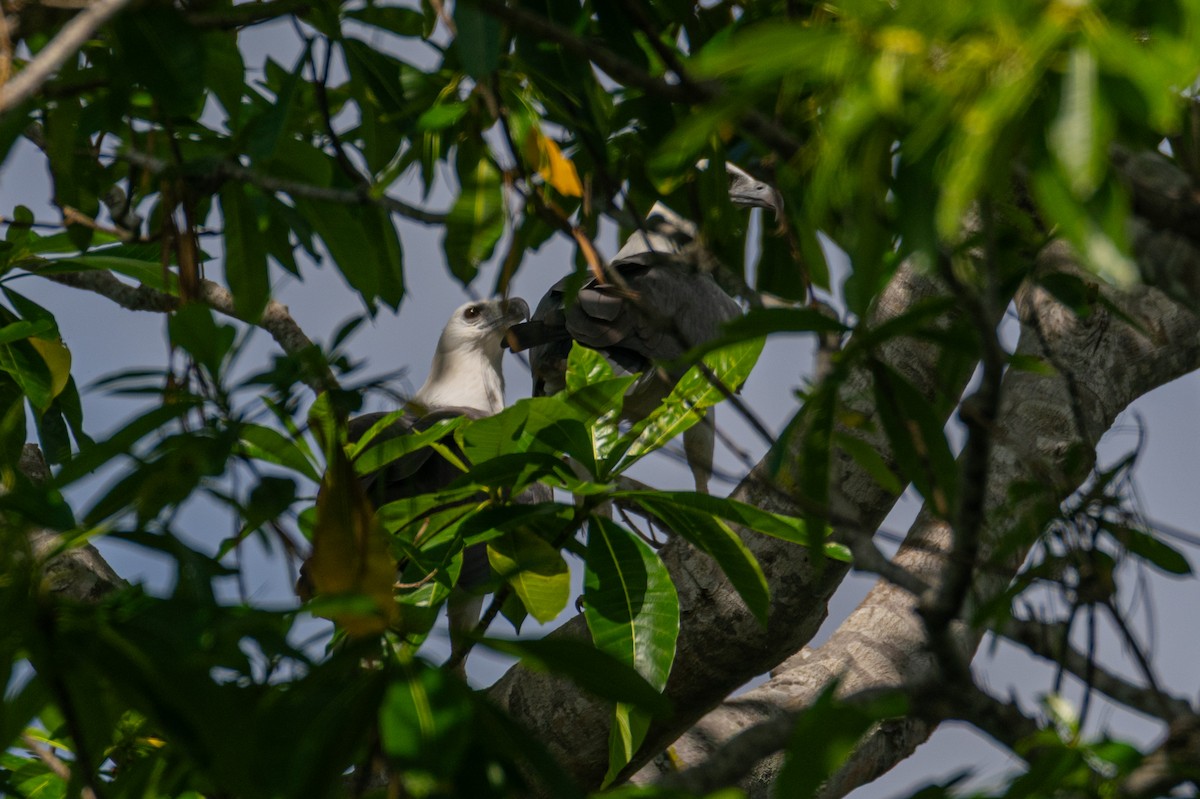 orel bělobřichý - ML647116629