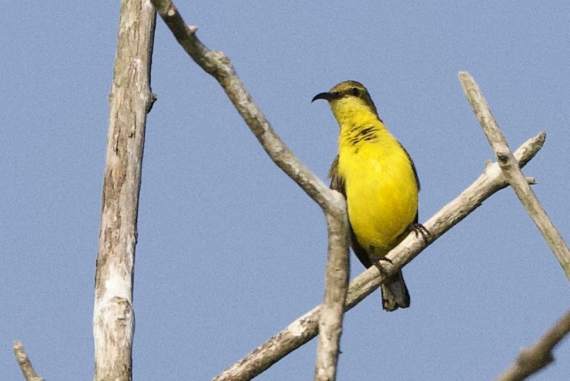 Sahul Sunbird - ML647116632