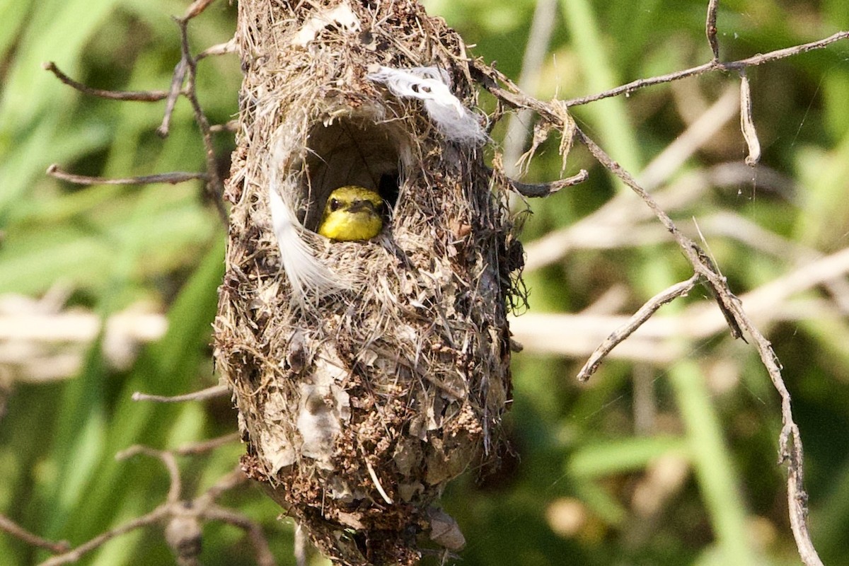 Sahul Sunbird - ML647116633