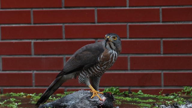 Яструб чубатий - ML647116647