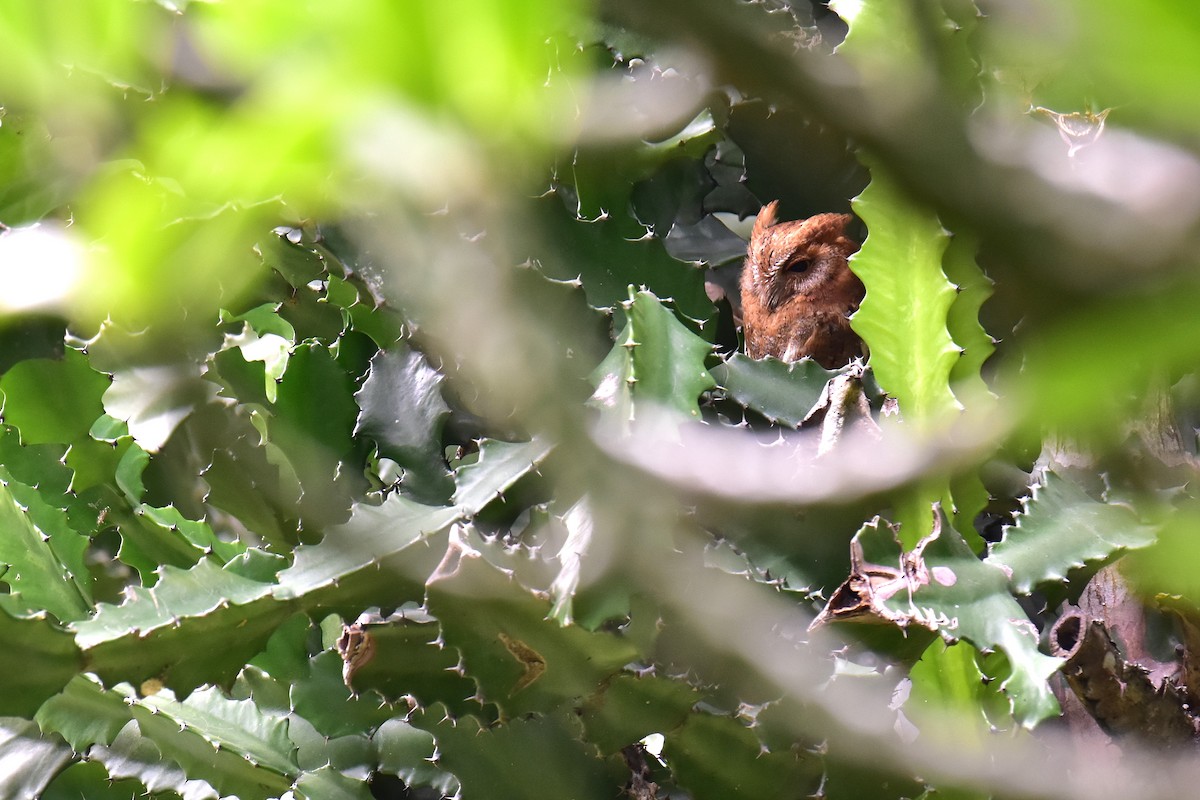 Petit-duc d'Orient - ML647116650