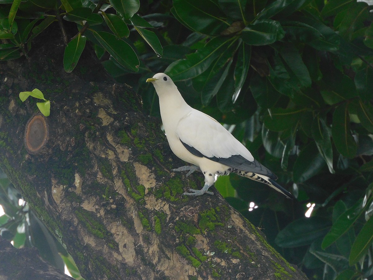 Torresian Imperial-Pigeon - ML647116652