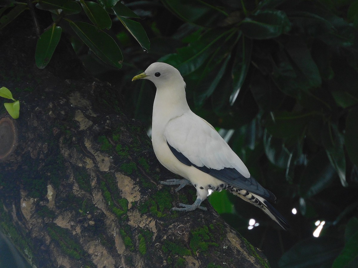 Torresian Imperial-Pigeon - ML647116653
