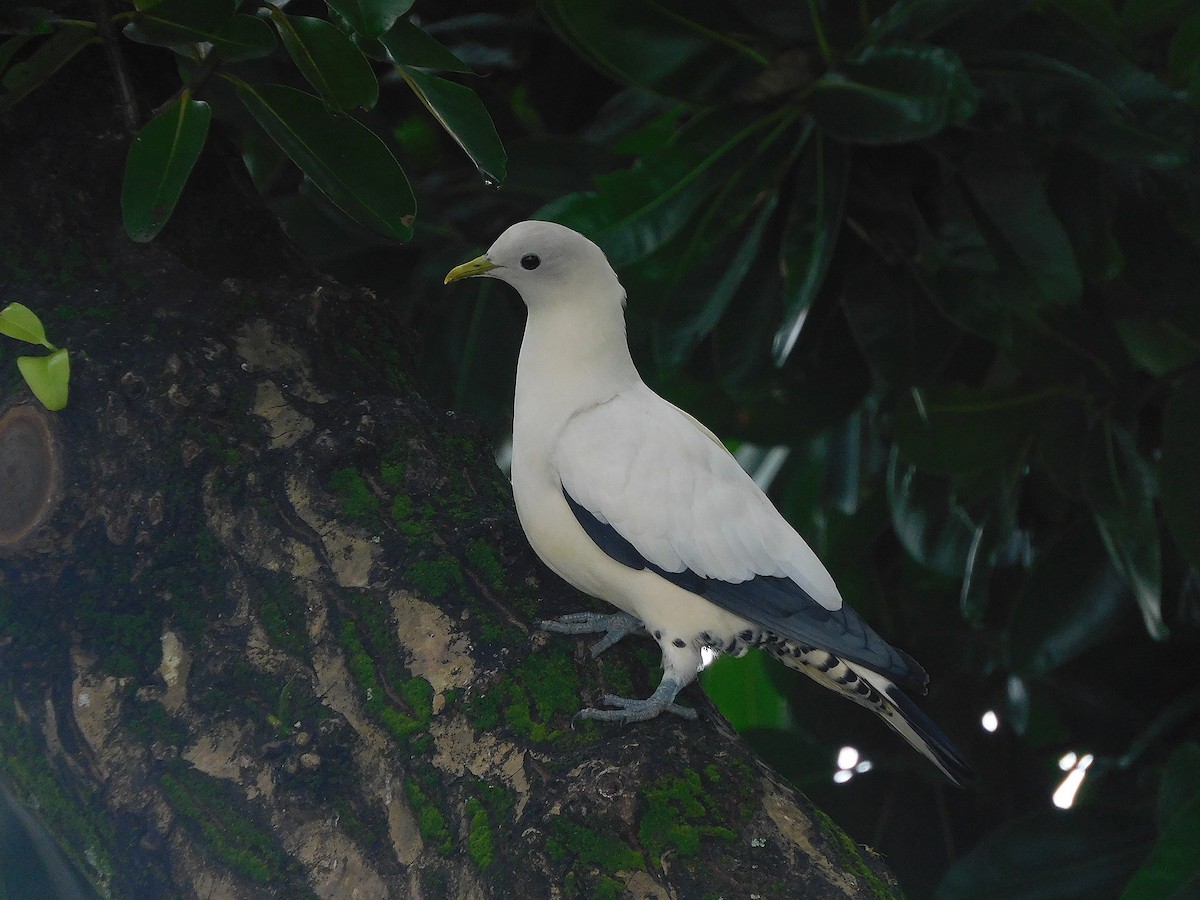Torresian Imperial-Pigeon - ML647116654