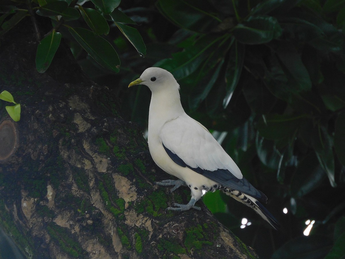 Torresian Imperial-Pigeon - ML647116655