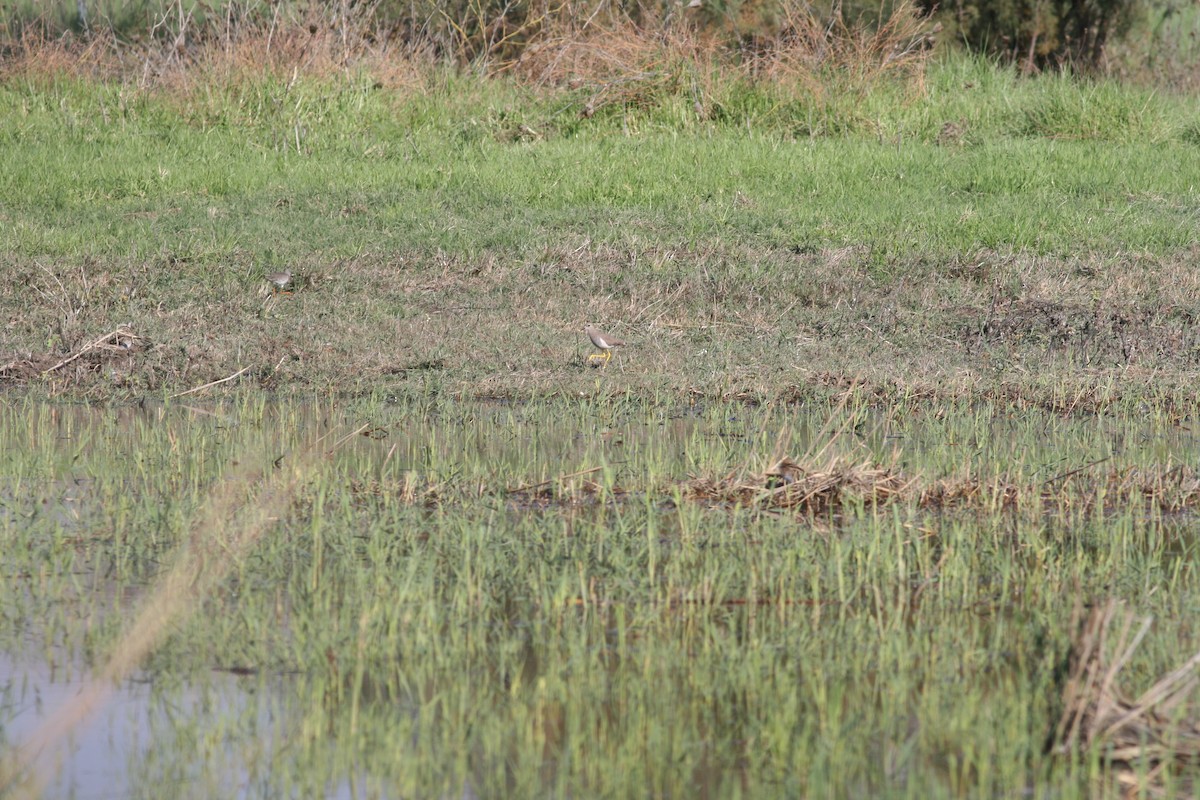 Ak Kuyruklu Kızkuşu - ML647116662