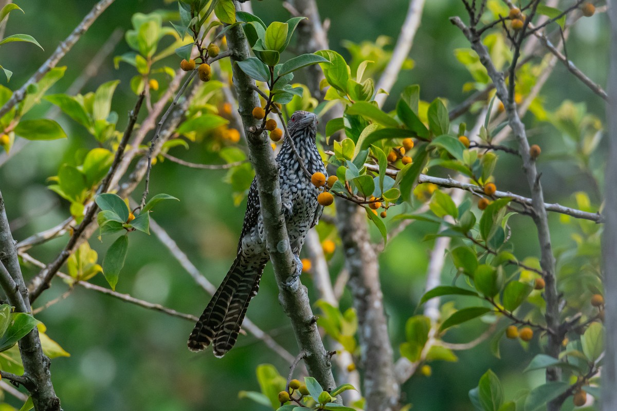 Asian Koel - ML647116667