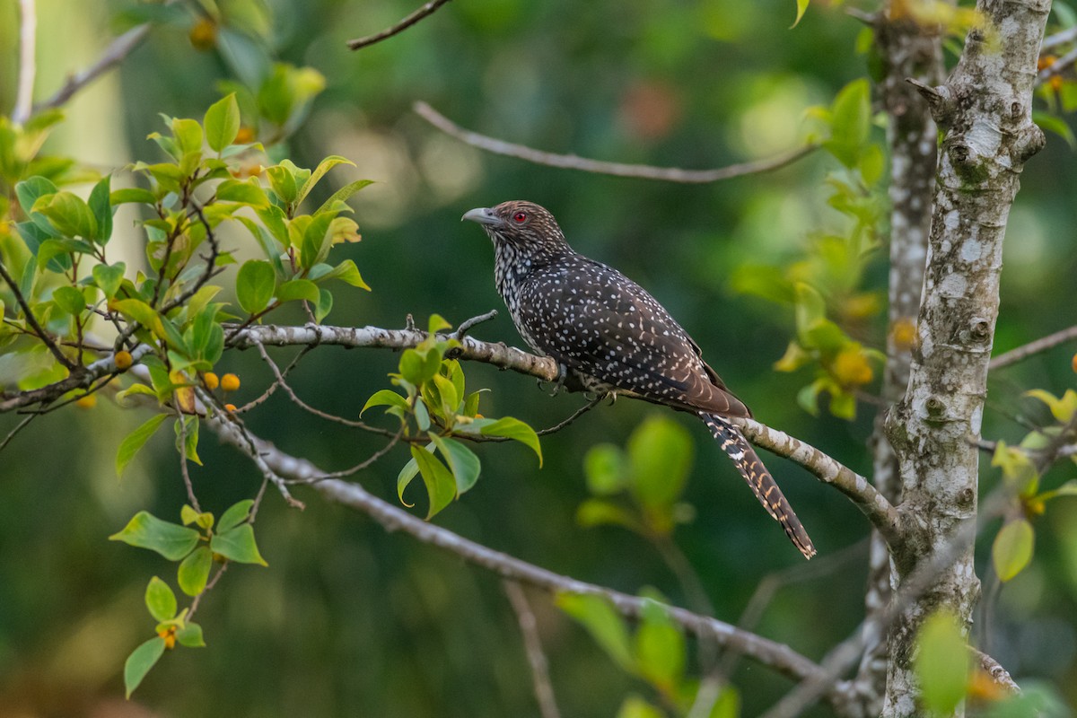 Asian Koel - ML647116668