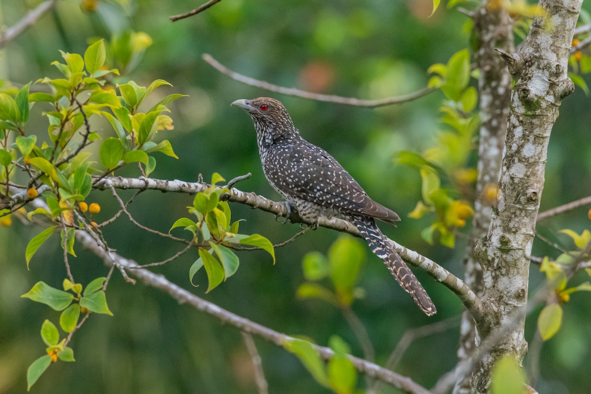 Asian Koel - ML647116669