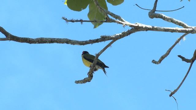 Телюга австралійська - ML647116672