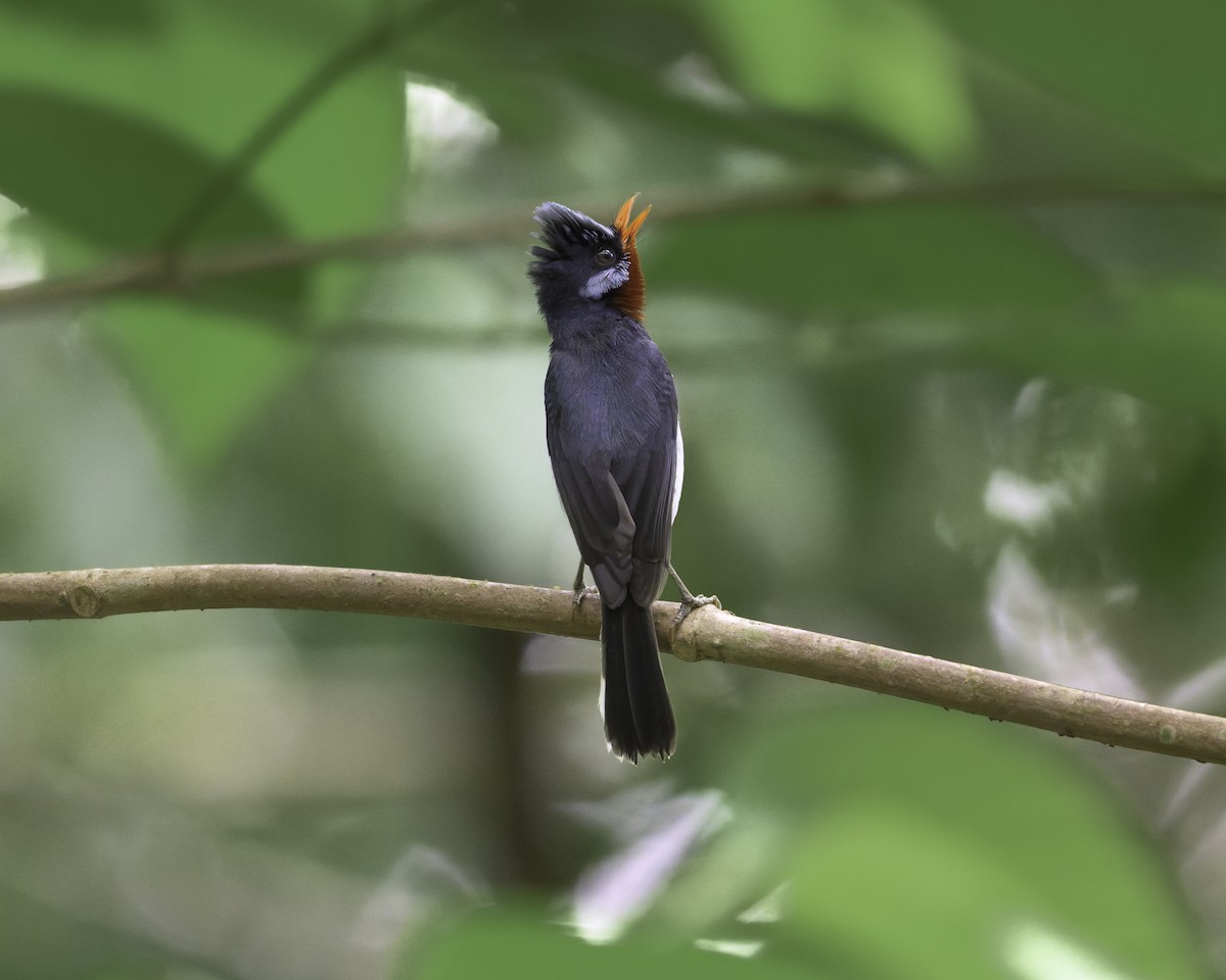 Chestnut-throated Flycatcher - ML647116675