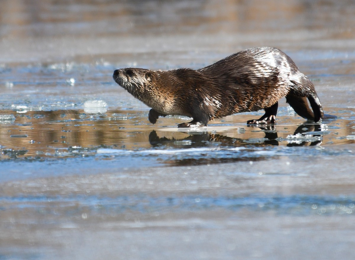 Animals - ML647116677