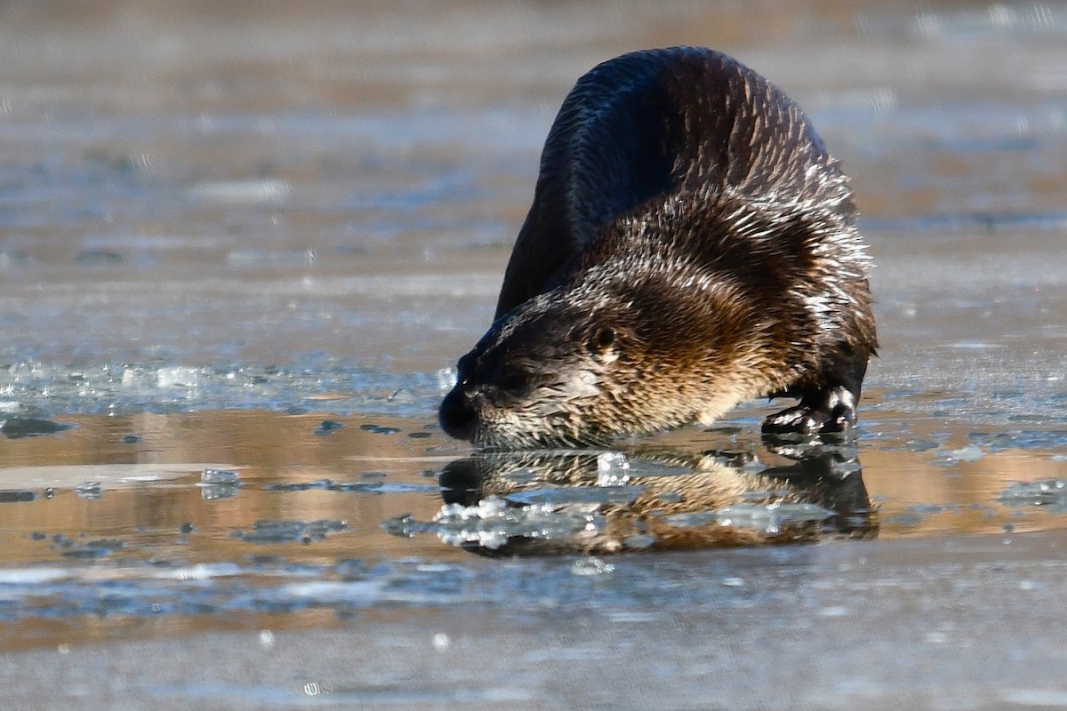 Animals - ML647116679